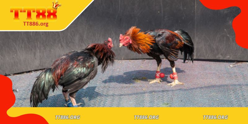 Cao thủ cá cược chia sẻ trải nghiệm đá gà t88 thực tế