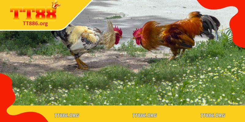 Tỷ lệ cược đa dạng dành cho các thành viên